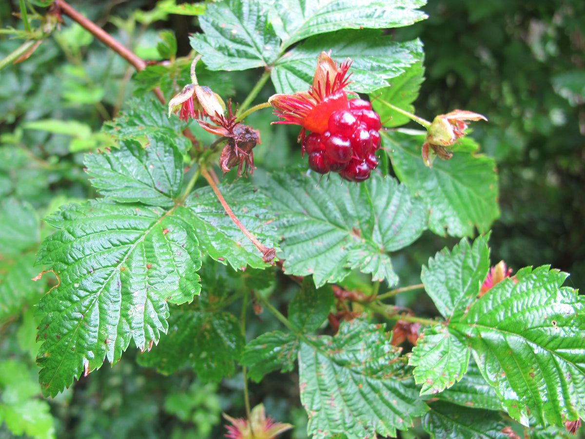 Salmonberry Root Cuttings, 5 Rhizomes 4-5" Long, Rubus spectabilis, USDA Zones 4-9, Partial Shade, Edible Berries