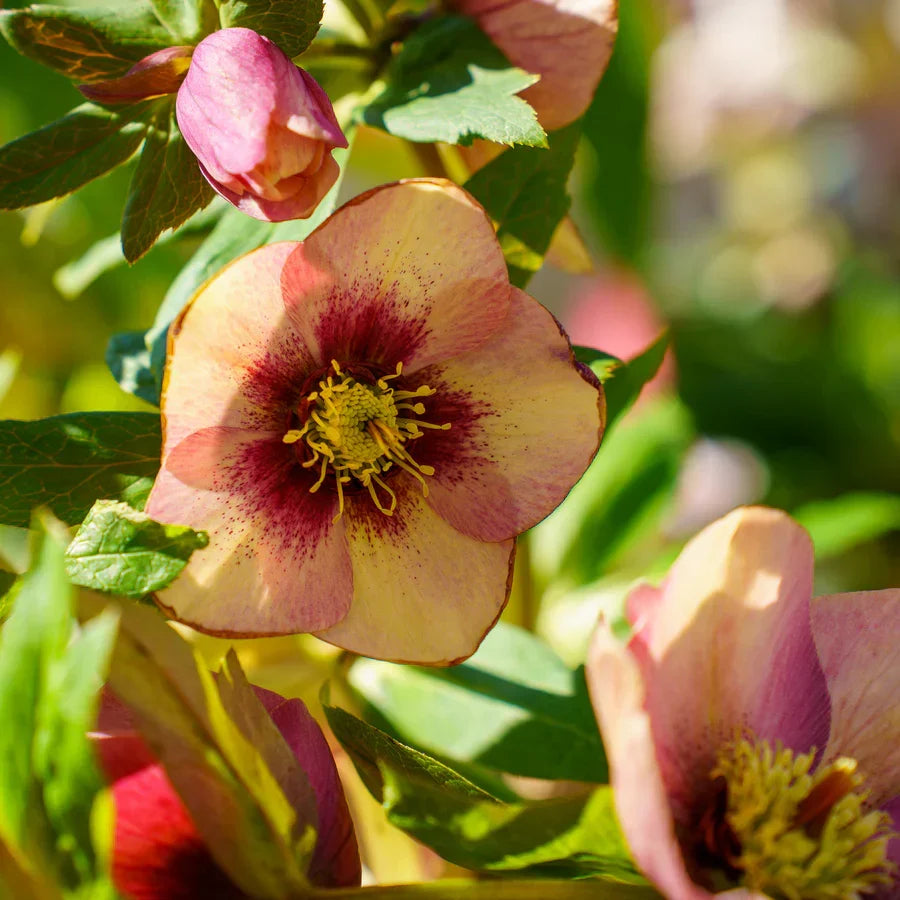 Hellebore Plant - Established Gallon Size - 'Sandy Shores' - Helleborus x hybridus - Double Peach Apricot Flowers, Perennial Shade Flower