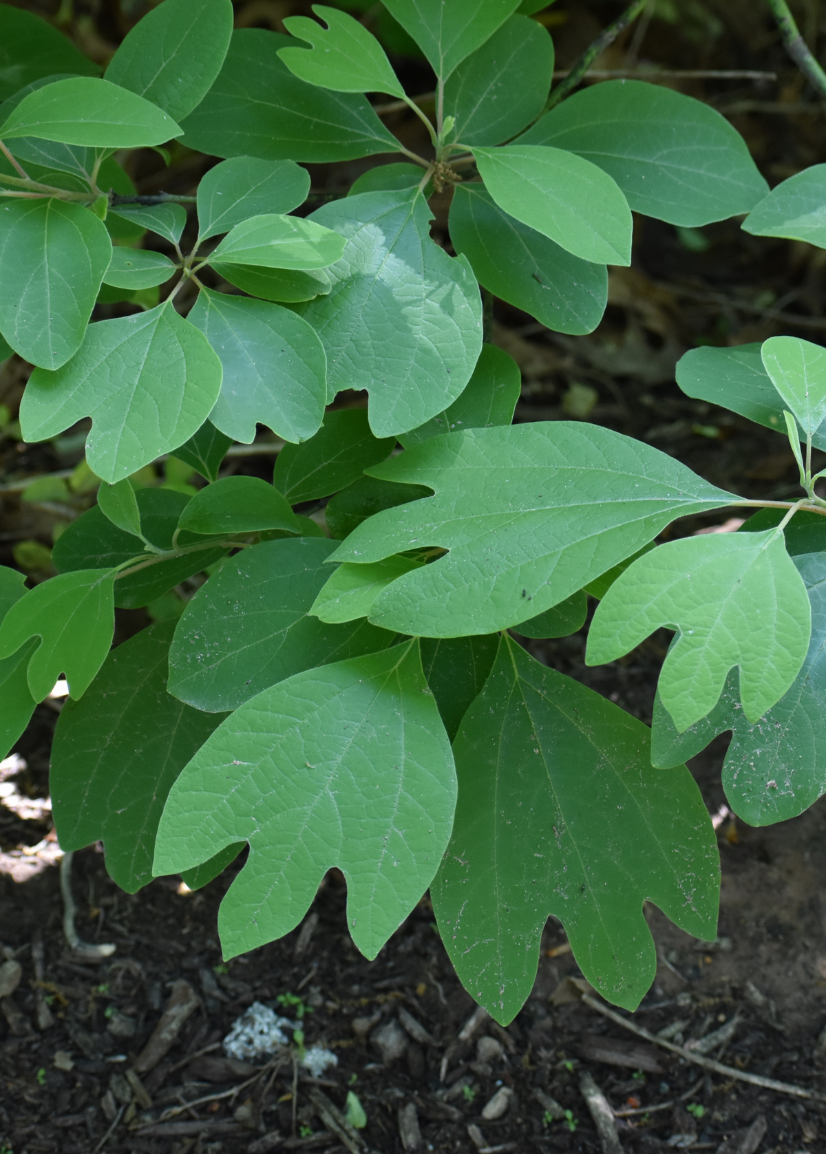 Sassafrass (Sassafras albidum)