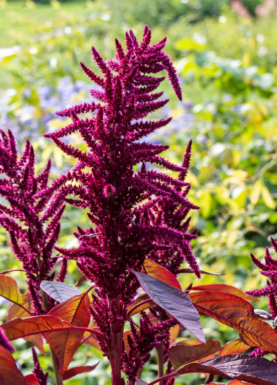 Red Callaloo (Amaranthus tricolor)