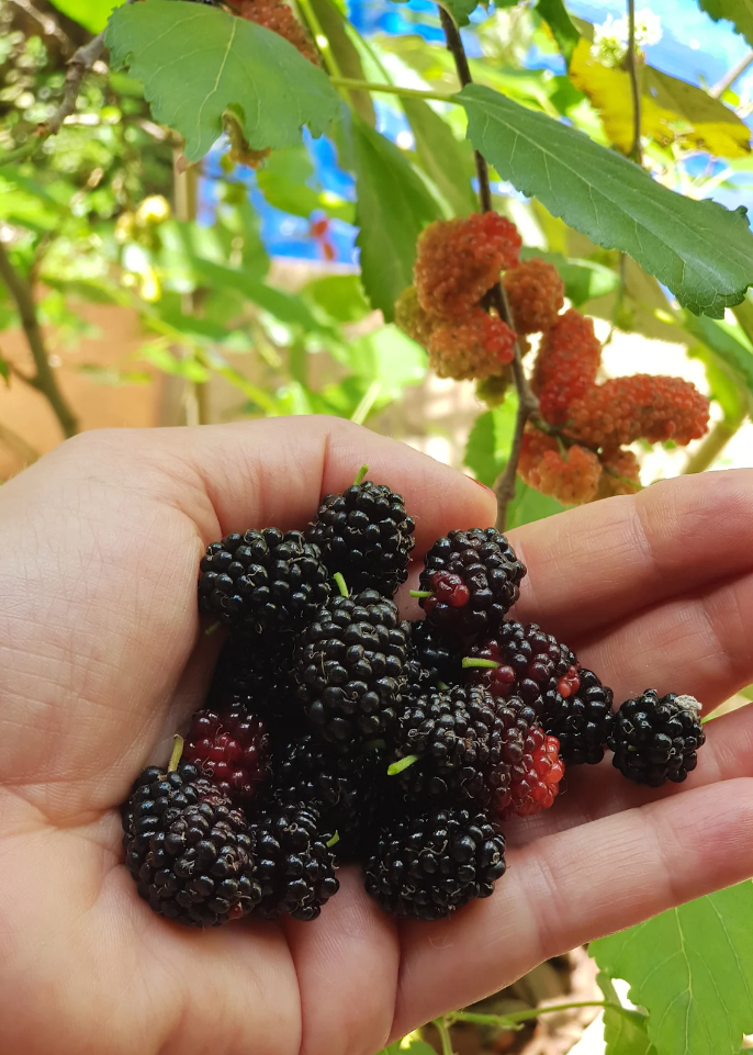 Mulberry 'Florida Native' (Morus nigra)
