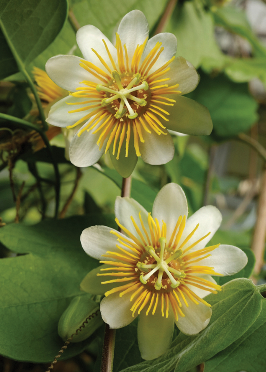 Passiflora Holoserica