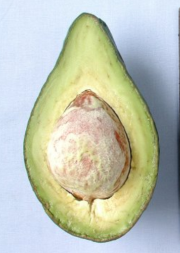 Avocado 'Lula' (Persia americana)