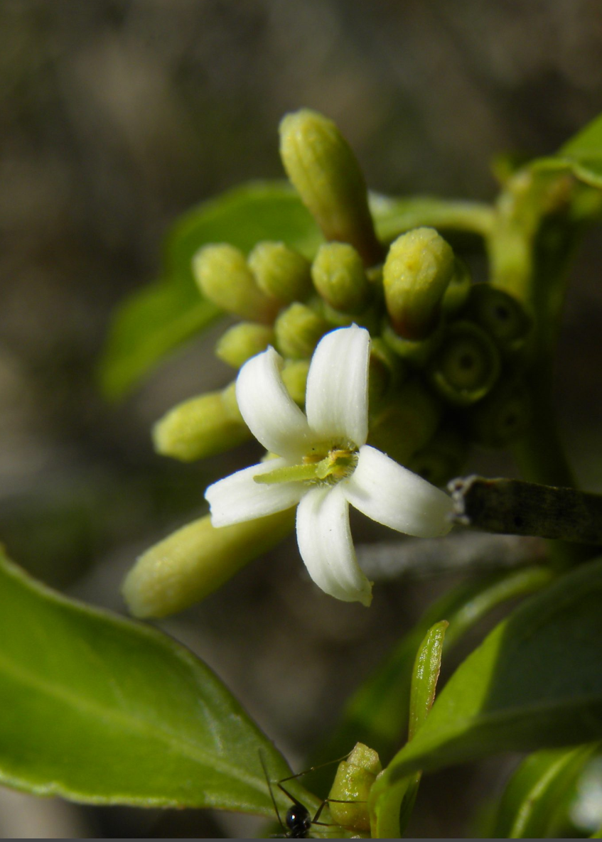 Mouse’s Pineapple (Morinda royoc)
