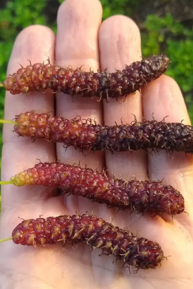 Mulberry 'Skinner' (Morus macroura var. Skinner)