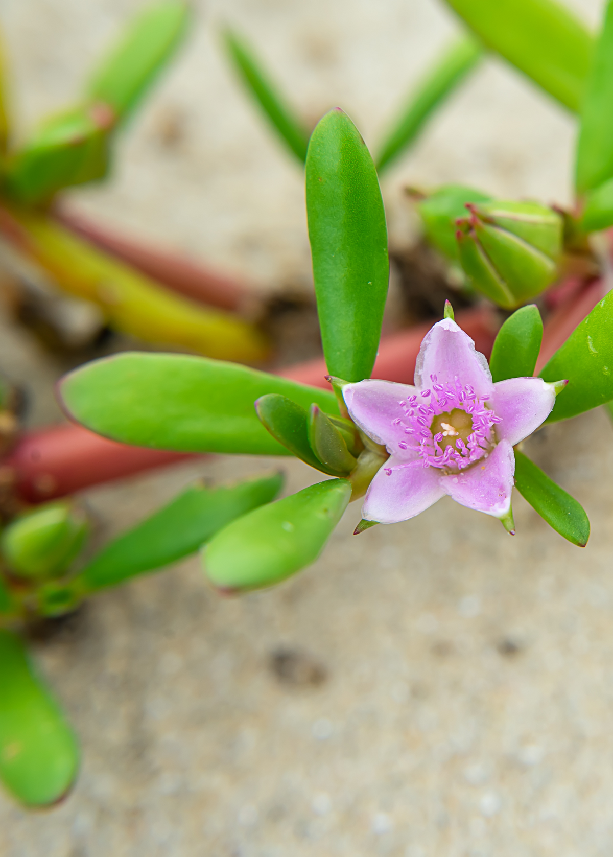 Sea Purslane (sesuvium portulacastrum)