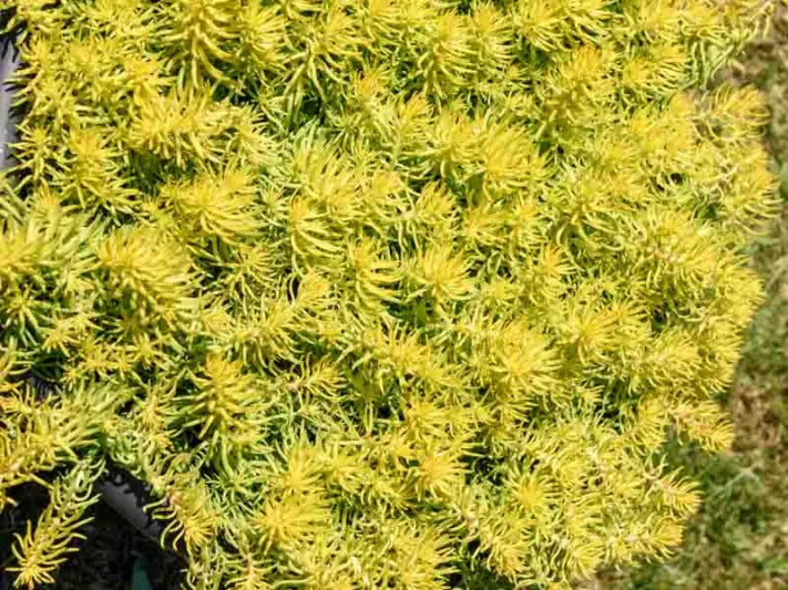 10 Unrooted Sedum Cuttings | Assorted Stonecrop Succulents | Ideal for Rock Gardens & Drought Landscaping | Sedum spp.