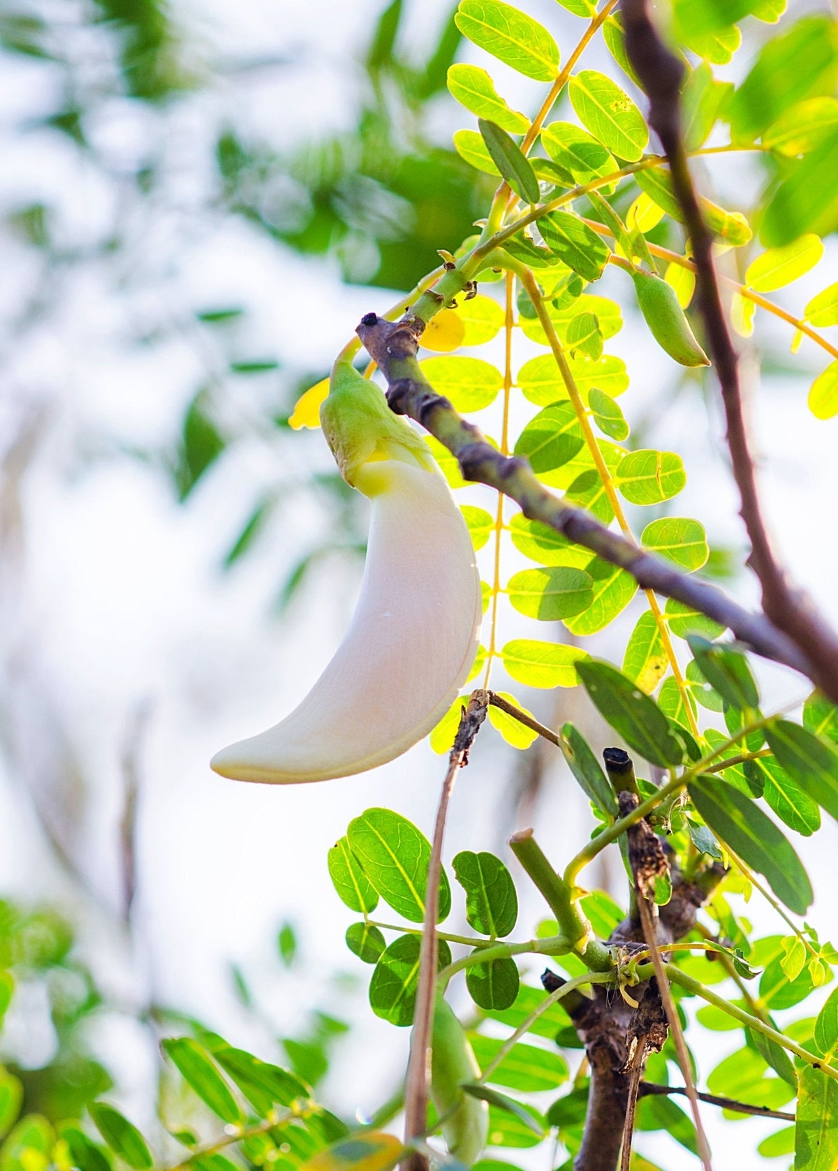Hummingbird Tree (Sesbania grandiflora)