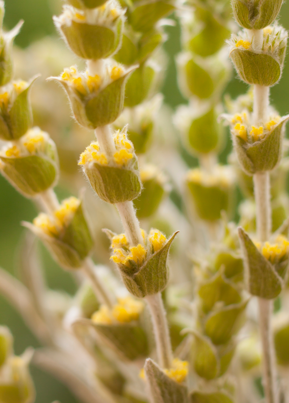 Greek Mountain Tea (Sideritis scardica)