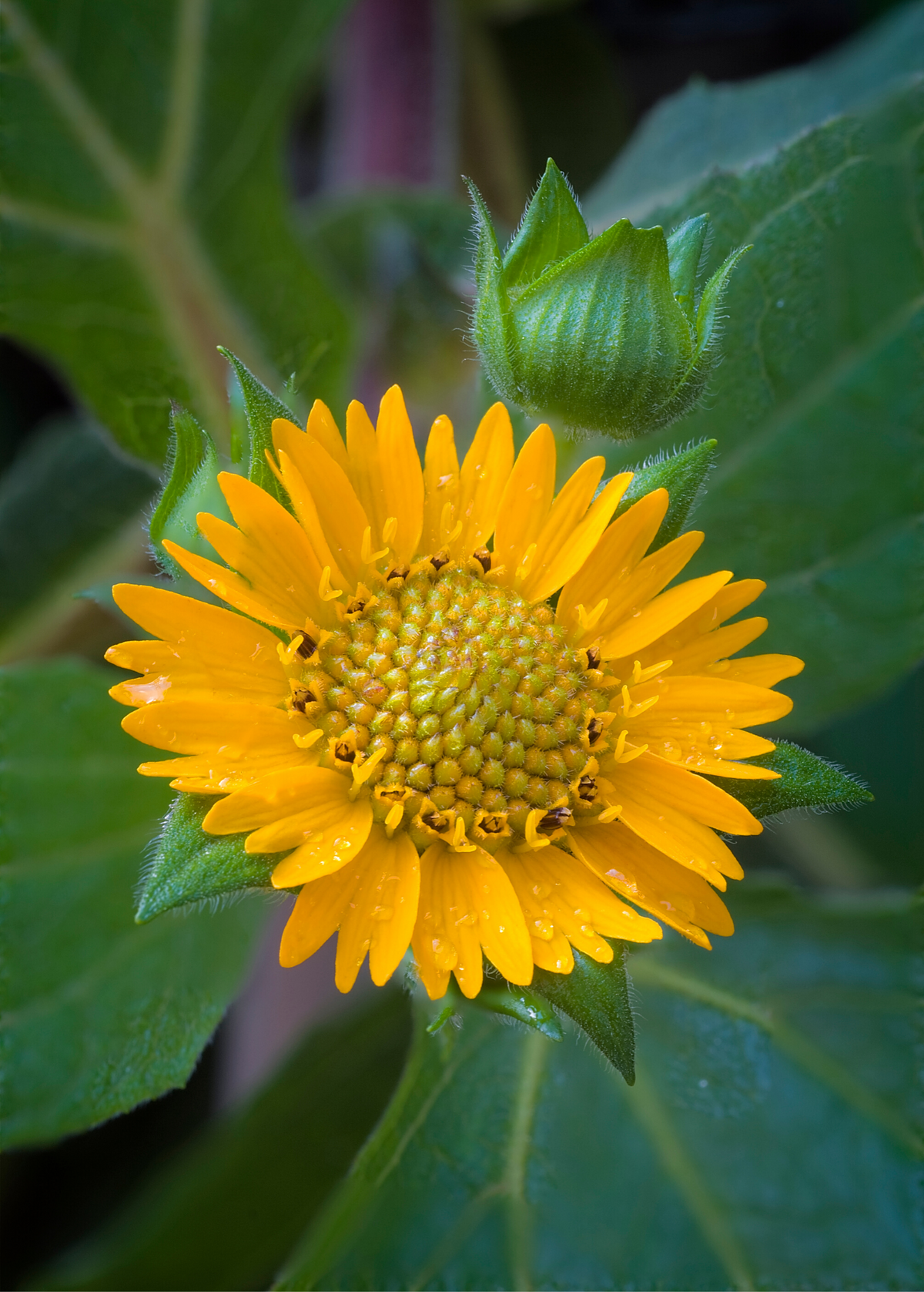 Yellow Earth Apple (Smallanthus sonchifolius)