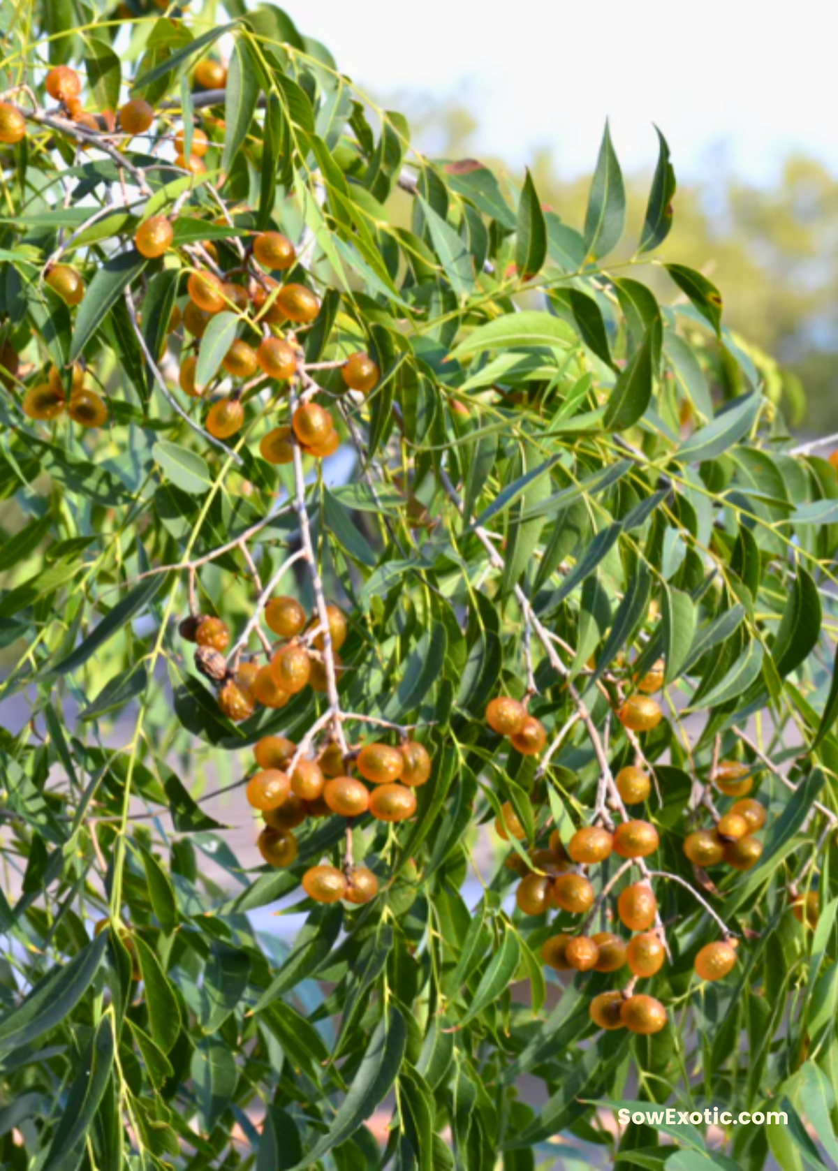 Soapberry (Sapindus saponaria var. drummondii)