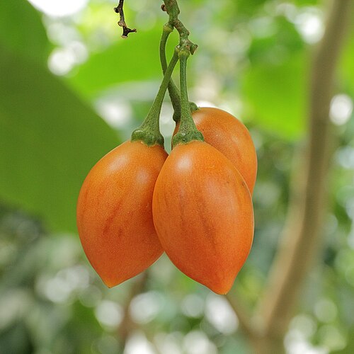 6 Unrooted Cuttings of Rare Solanum betaceum 'Camo' Tree Tomato | Exotic Striped Tamarillo Variety for Gardens & Greenhouses