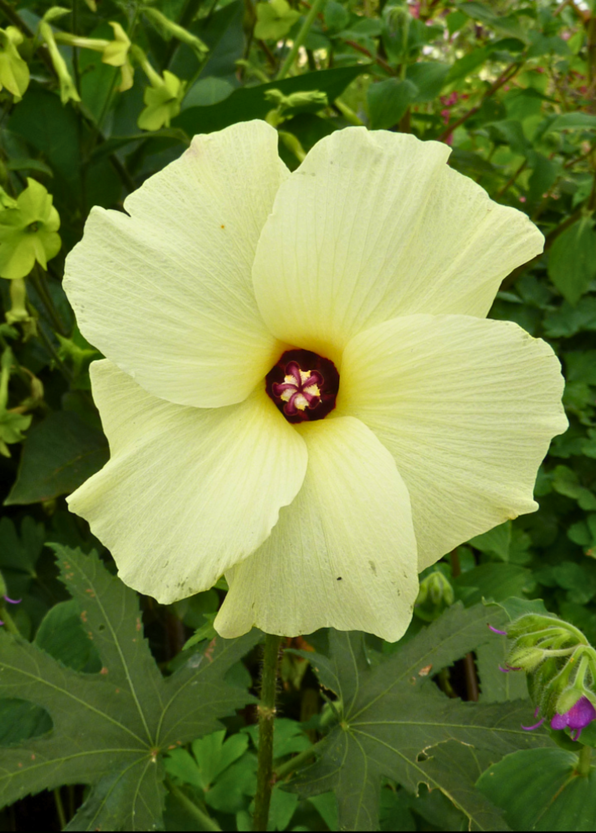 Sea Salad Hibiscus Tree (Abelmoschus manihot)