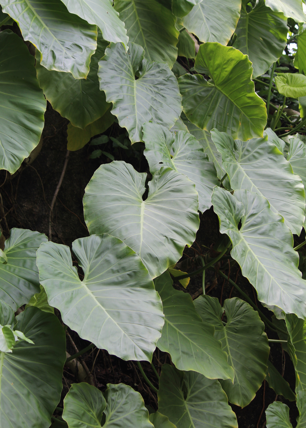 Malanga (Xanthosoma sagittifolium)