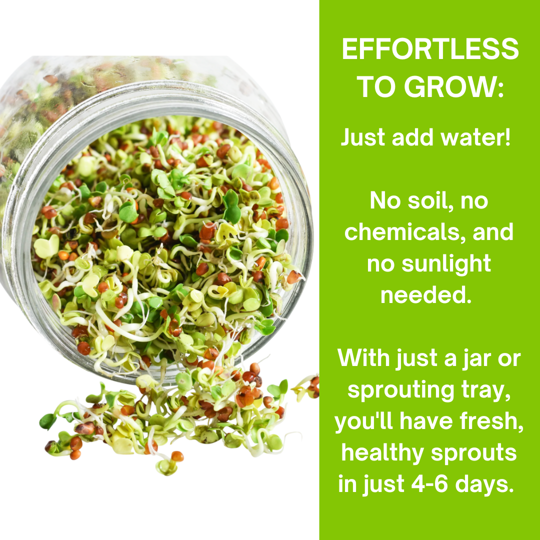 Organic 5 Variety Pack of Fresh Sprouting Seeds