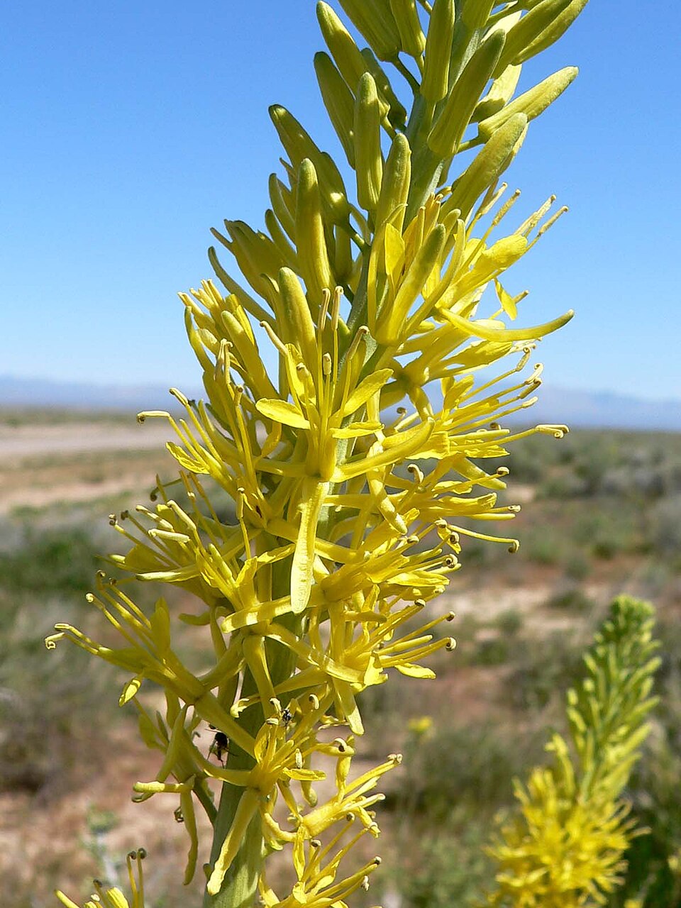Stanleya pinnata Seeds – Prince's Plume, Drought-Tolerant Perennial Wildflower, 40 Seeds, Pollinator Friendly