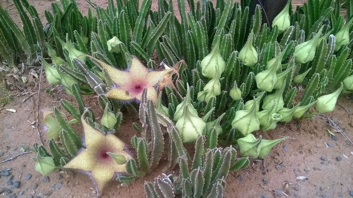 Unrooted Cutting Stapelia gigantea Starfish Flower Cactus Giant Carrion Flower Succulent for Collectors & Propagation