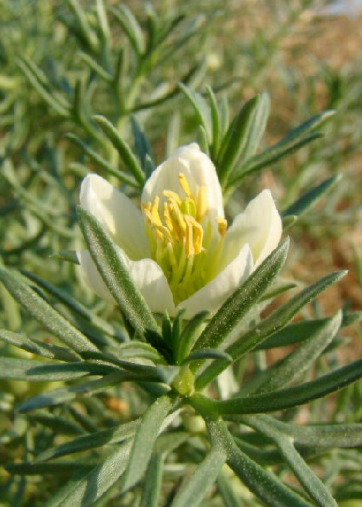 Syrian Rue (Peganum harmala)