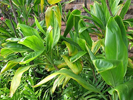 10 Hawaiian Ti Leaf Cuttings - 6" Green Starter Logs - Cordyline fruticosa - Tropical Plant Stems for Landscaping & Pots