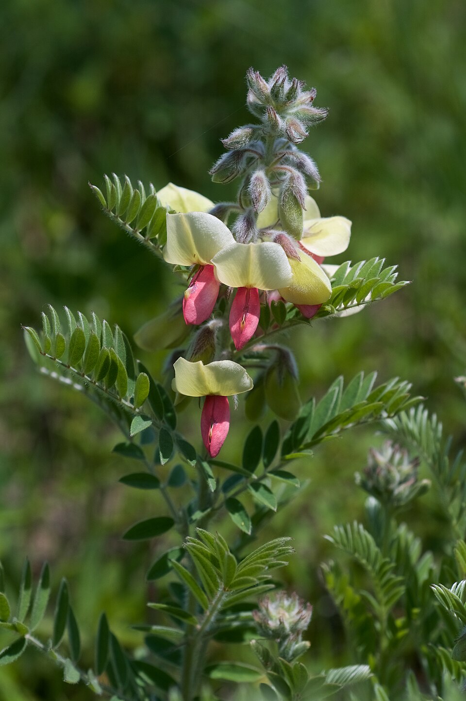 Tephrosia virginiana Seeds - Goat's Rue Wildflower, 10 Non-GMO Perennial Seeds for Pollinator Gardens