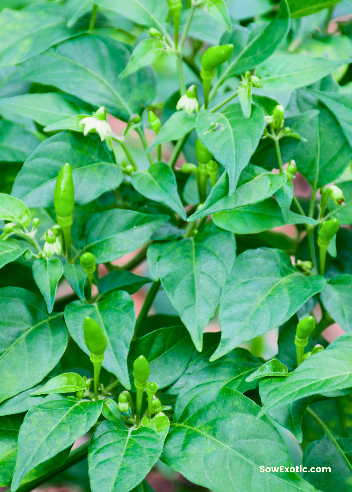 Thai Chili (Capsicum annuum)