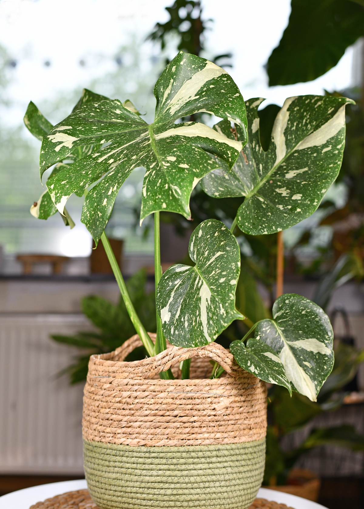 Monstera 'Thai Constellation' (Monstera deliciosa)