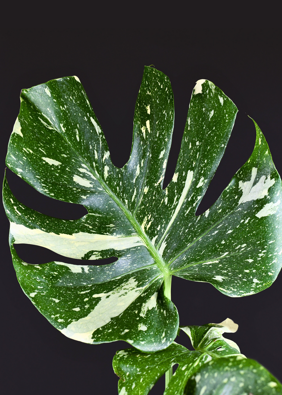 Monstera 'Thai Constellation' (Monstera deliciosa)