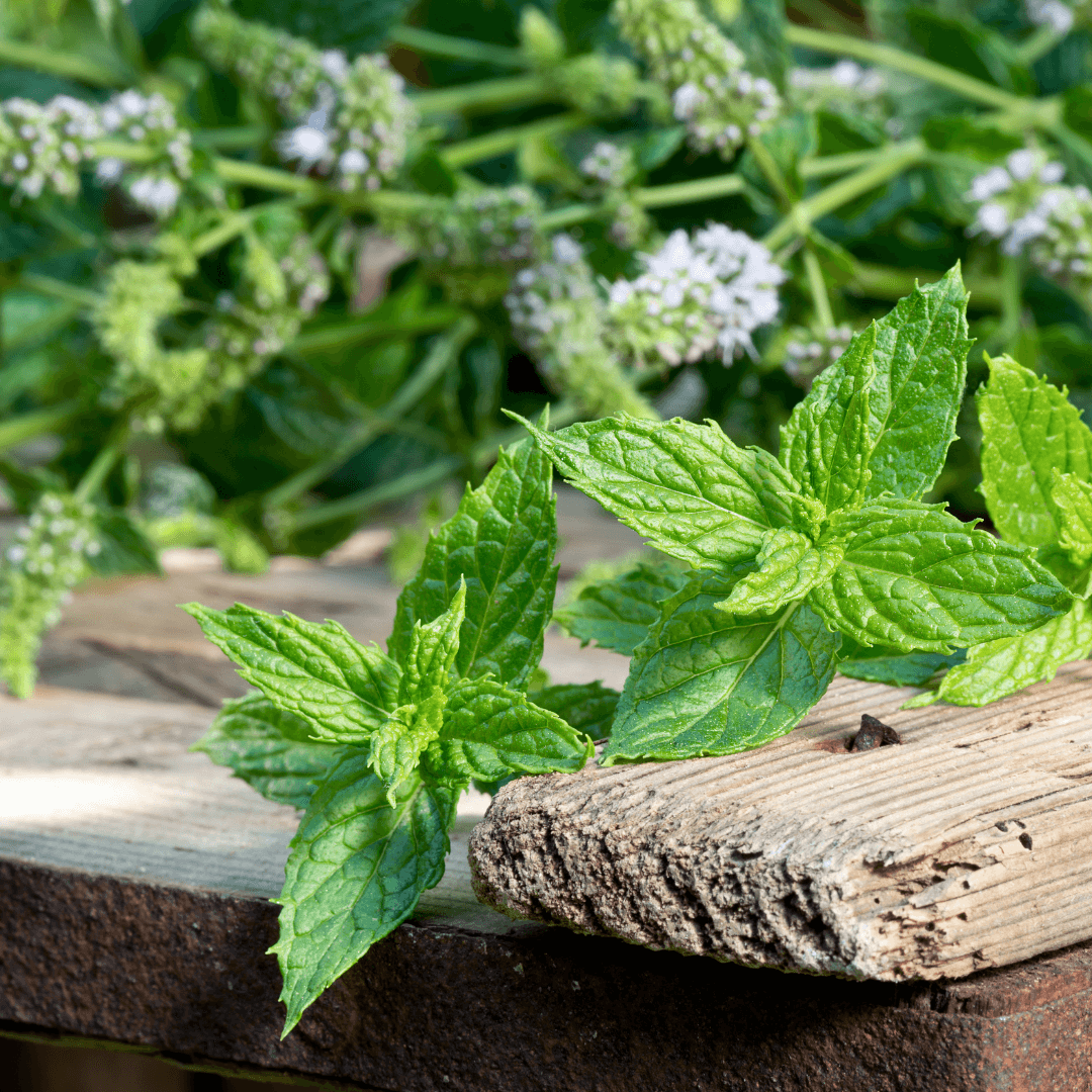 Rooted Peppermint Plants Set of 8 - Organic Live Mint Starts, Hardy Perennial Herb for Tea & Cooking, Mentha piperita