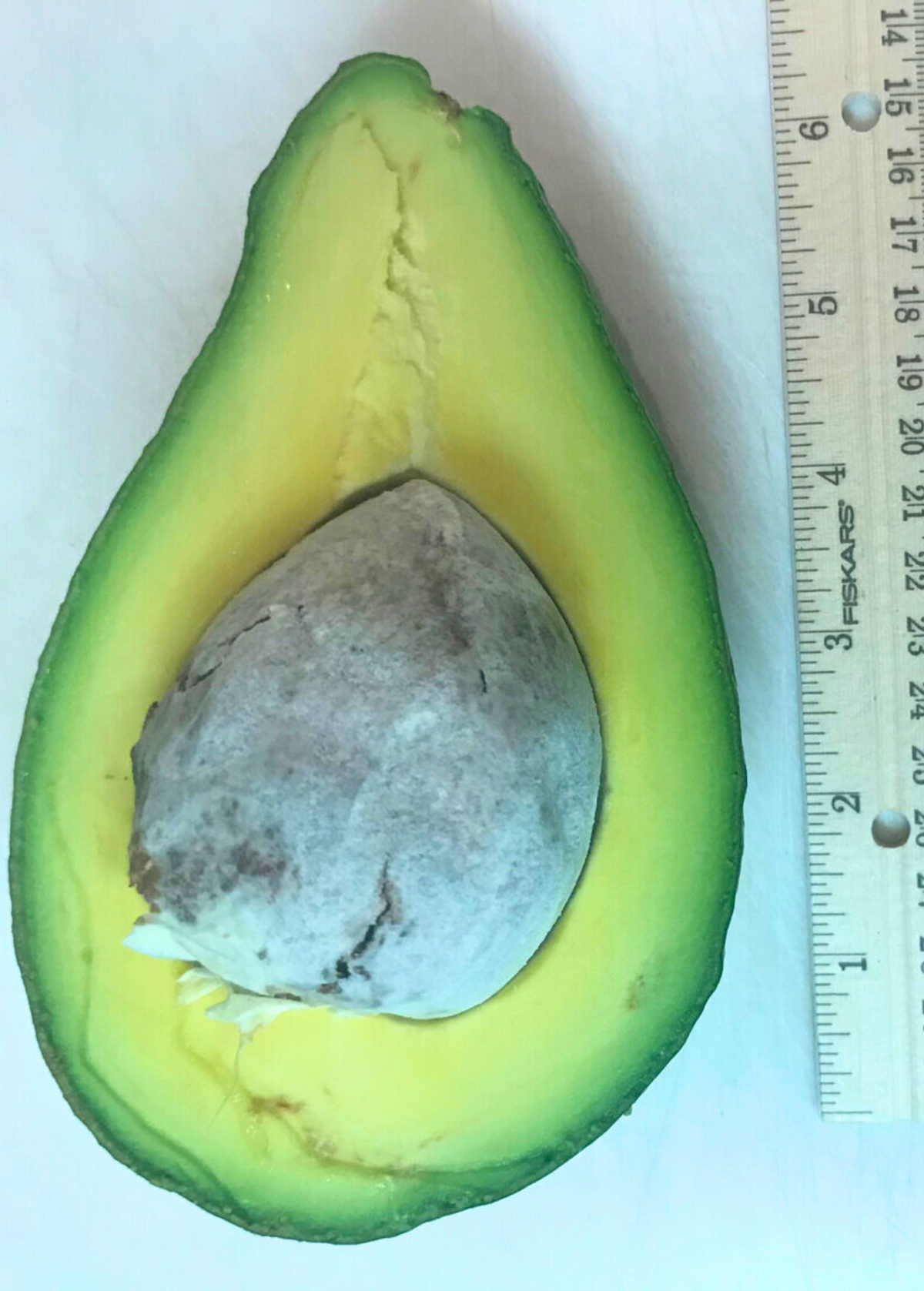Avocado 'Tonnage' (Persea americana)