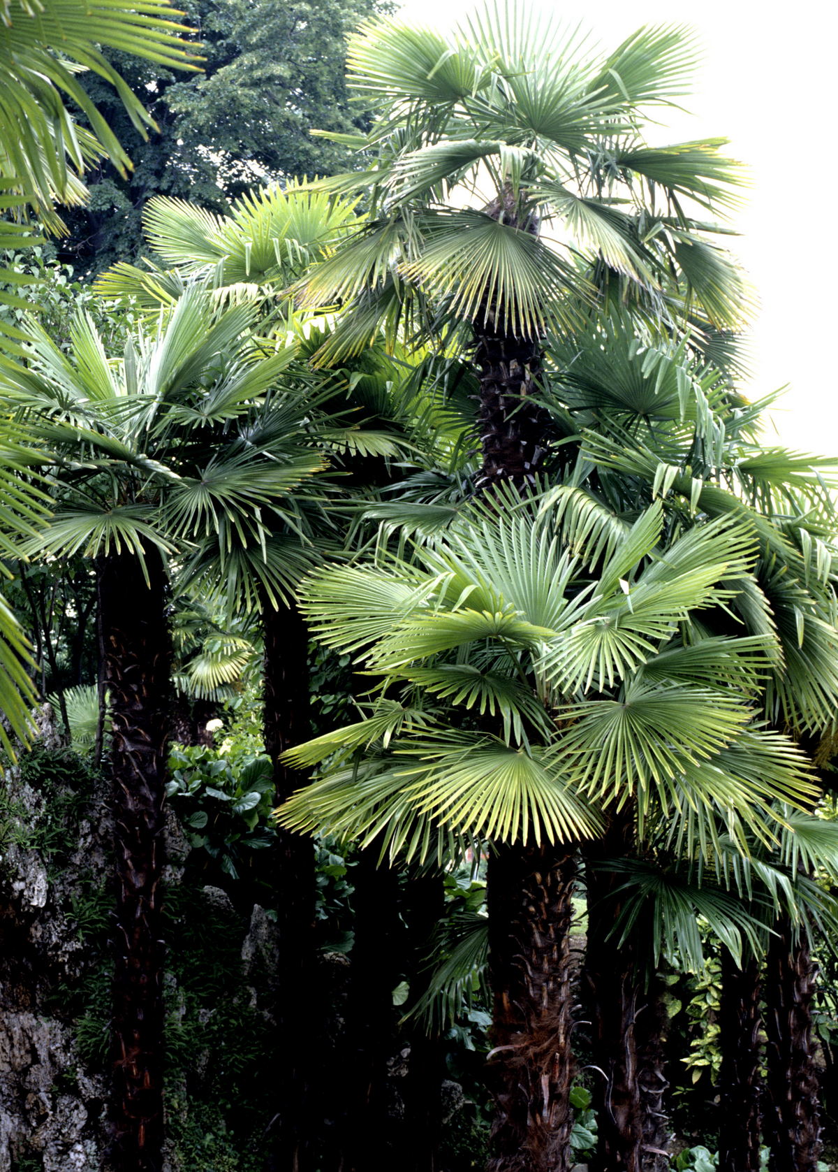 Windmill Palm (Trachycarpus fortunei)