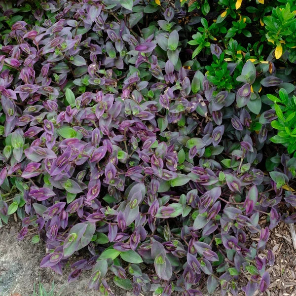 Tradescantia 'Pale Puma' Cuttings - 5 Unrooted Soft Variegated Houseplant Cuttings - Easy to Root Indoor Starter Plant