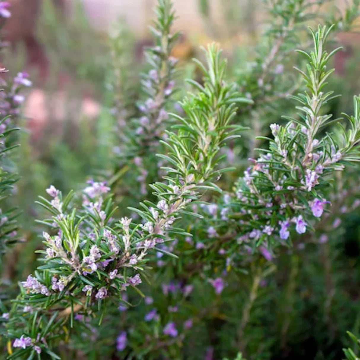 Organic Rosemary Starter Plant - Tuscan Blue Variety - Aromatic Culinary Herb - Rosmarinus officinalis