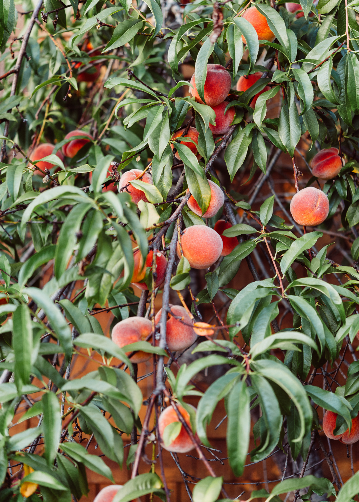 Peach 'UF Sun' (Prunus persica)