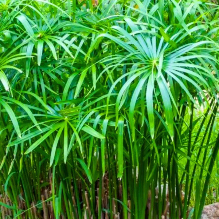 Live Dwarf Umbrella Palm – Bareroot Tropical Water Plant for Ponds & Gardens (Cyperus alternifolius var. gracilis)