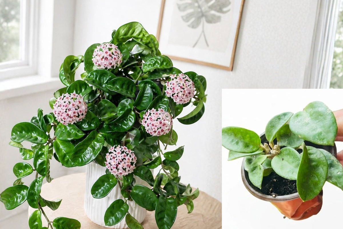Hoya Krinkle Live Plant – 4 Inch Potted Wax Plant – Hoya carnosa