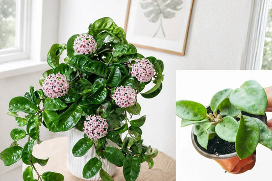 Hoya Krinkle Live Plant – 4 Inch Potted Wax Plant – Hoya carnosa