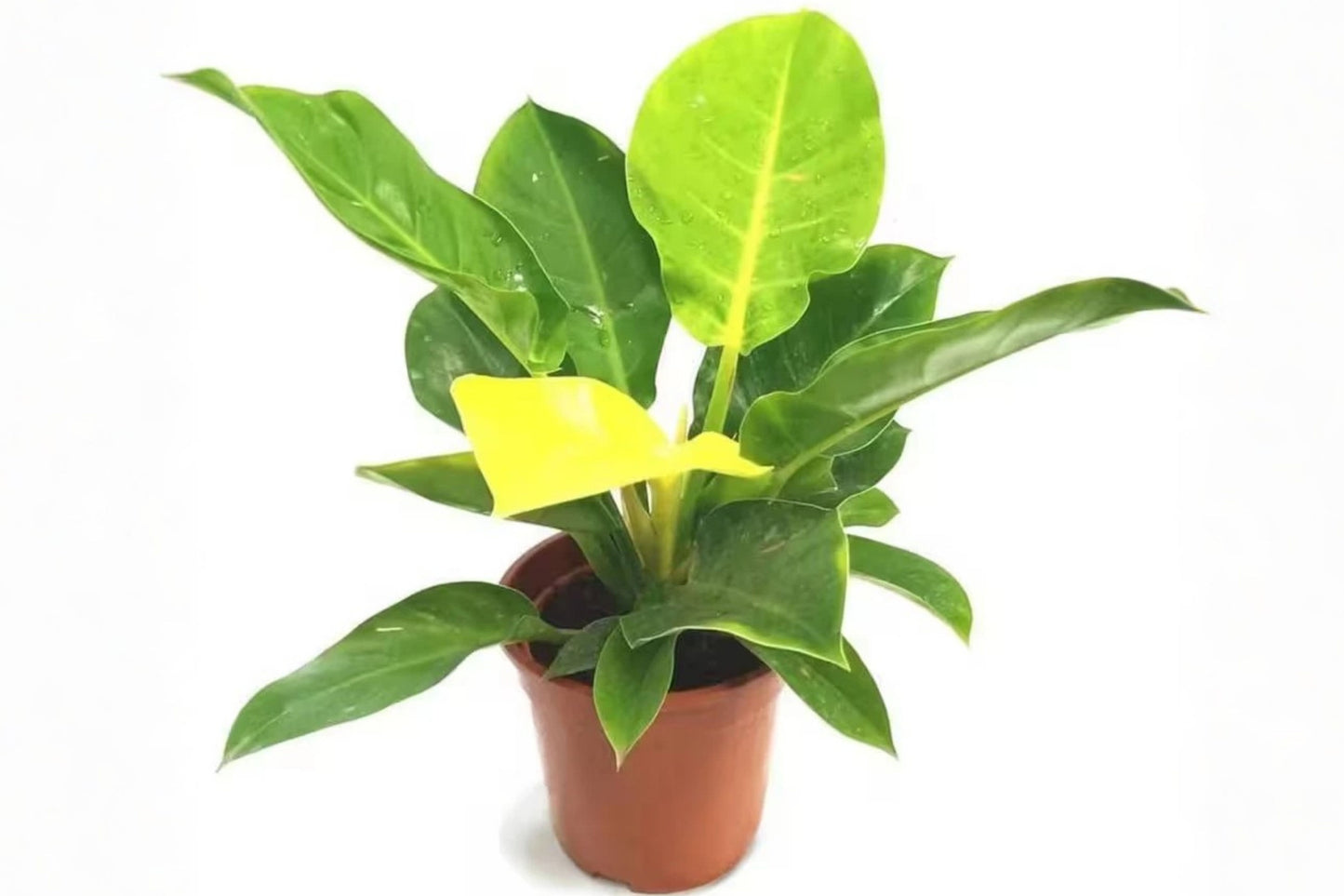 Philodendron Moonlight Live Plant – 1 Plant – 4 Inch Grower Pot