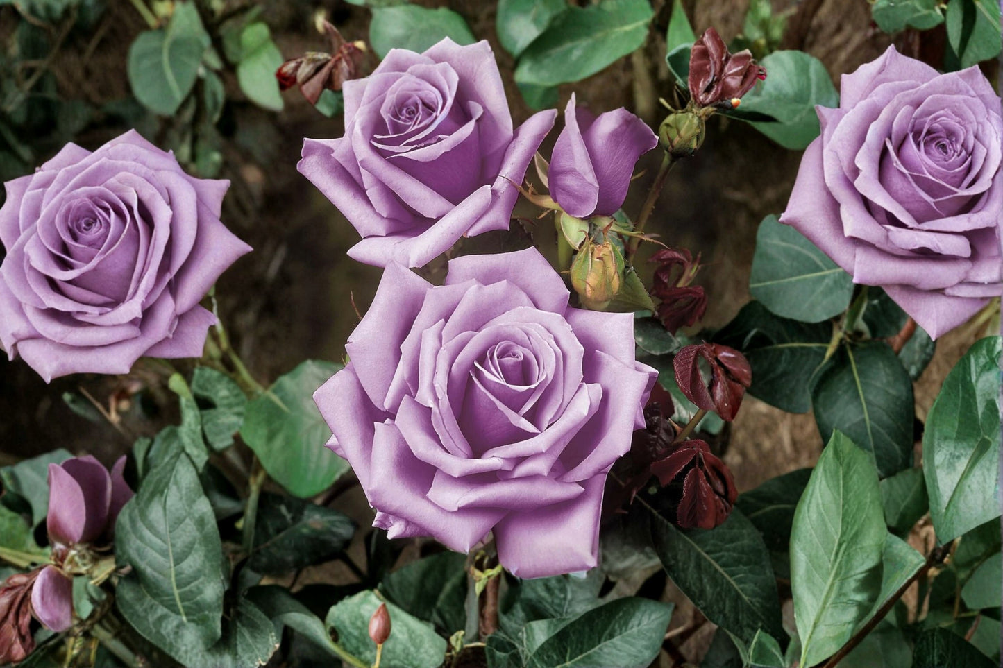 Rose Bush Blue Girl – 3 Unrooted 6-Inch Cuttings – Rosa ‘Blue Girl’
