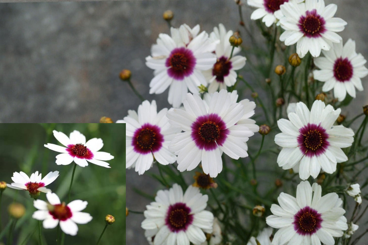 Coreopsis 'Ice Wine' Live Starter Plant – 2.5" x 3.5" Pot