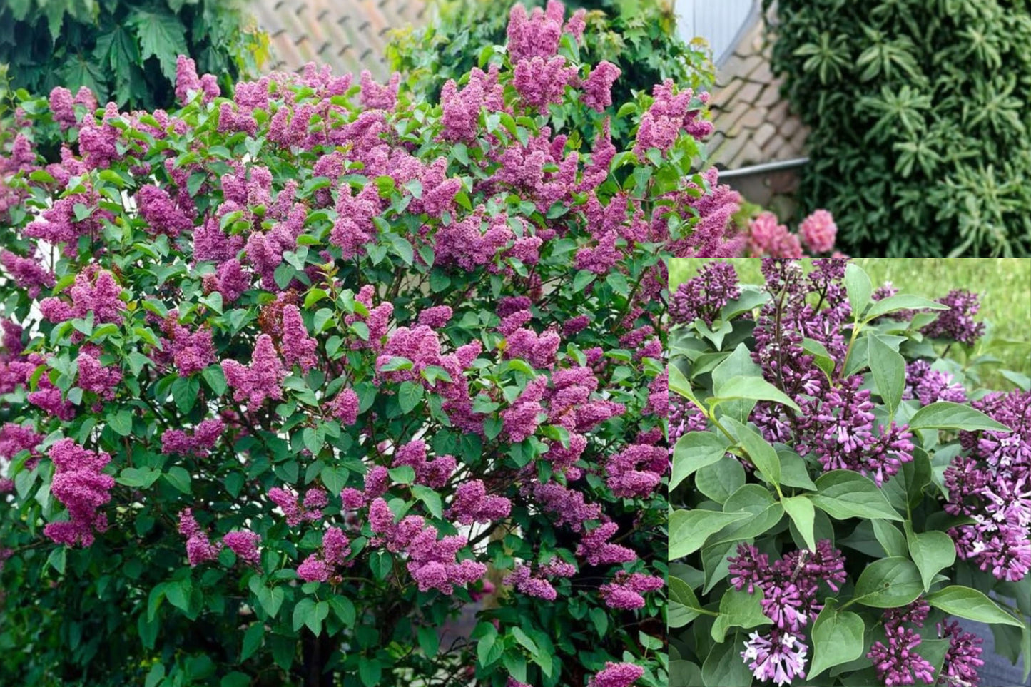 Common Lilac 1 Live Plant – Double Blue Syringa vulgaris in Pot