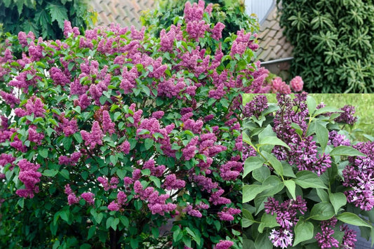 Common Lilac 1 Live Plant – Double Blue Syringa vulgaris in Pot