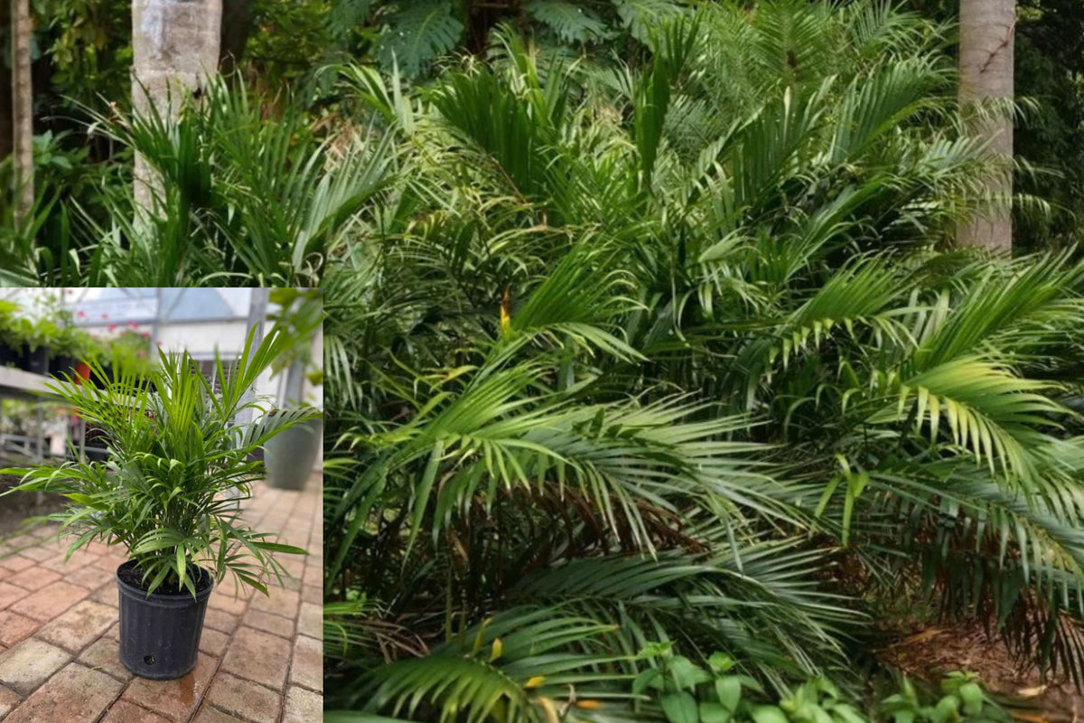 Cat Palm Live Plant – Chamaedorea cataractarum, Size #1