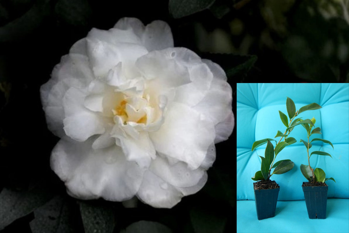 Chisato-No-Aki Camellia Japonica Live Plant – 3" Pot – Camellia