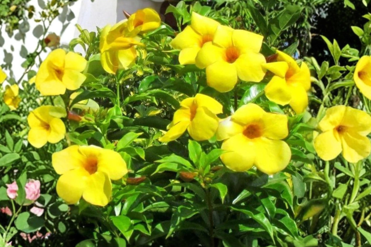 Yellow Mandevilla Live Plant – 1 Starter Vine – 4–10 Inches Tall