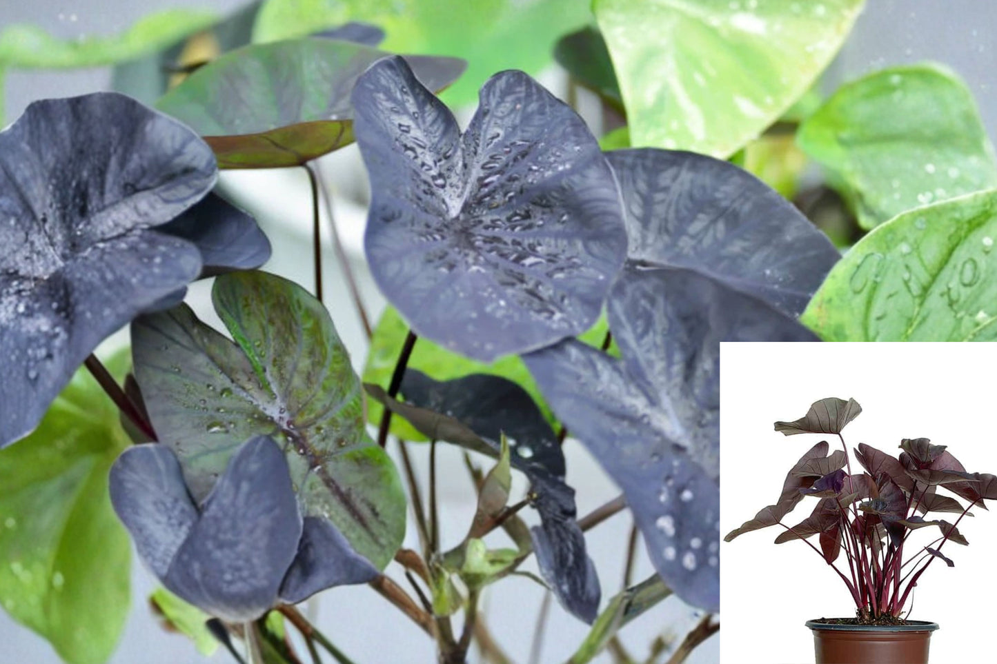 Black Ripple Colocasia Live Plant 1 Starter Plant – Elephant Ear