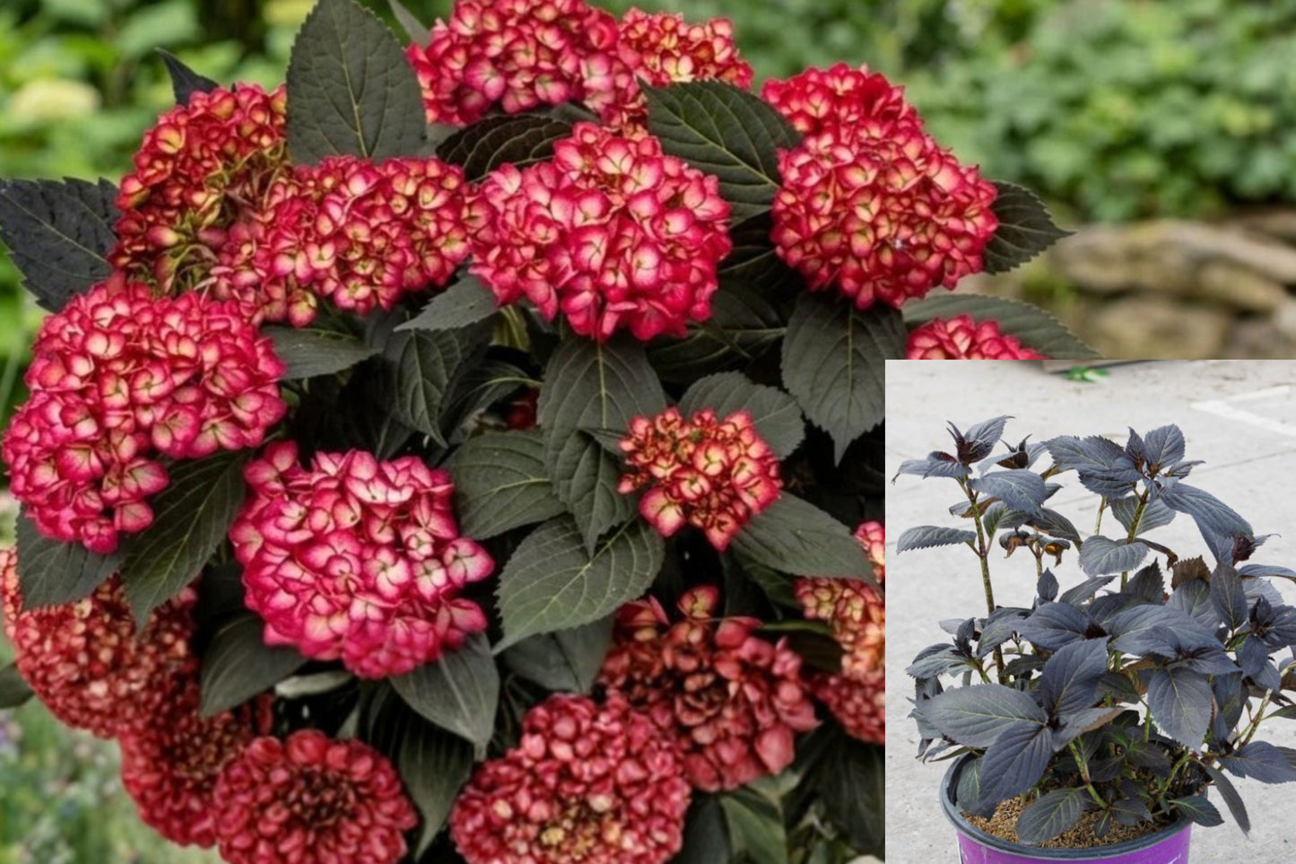 5 Eclipse Bigleaf Hydrangea Starter Plugs – Hydrangea macrophylla