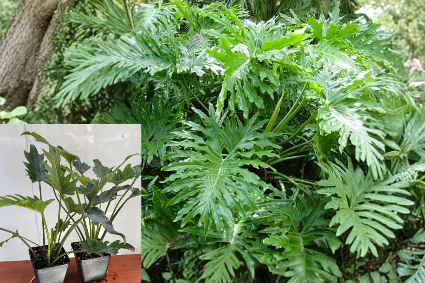2 Philodendron Selloum Live Plants – 4" Pot – Tropical Foliage