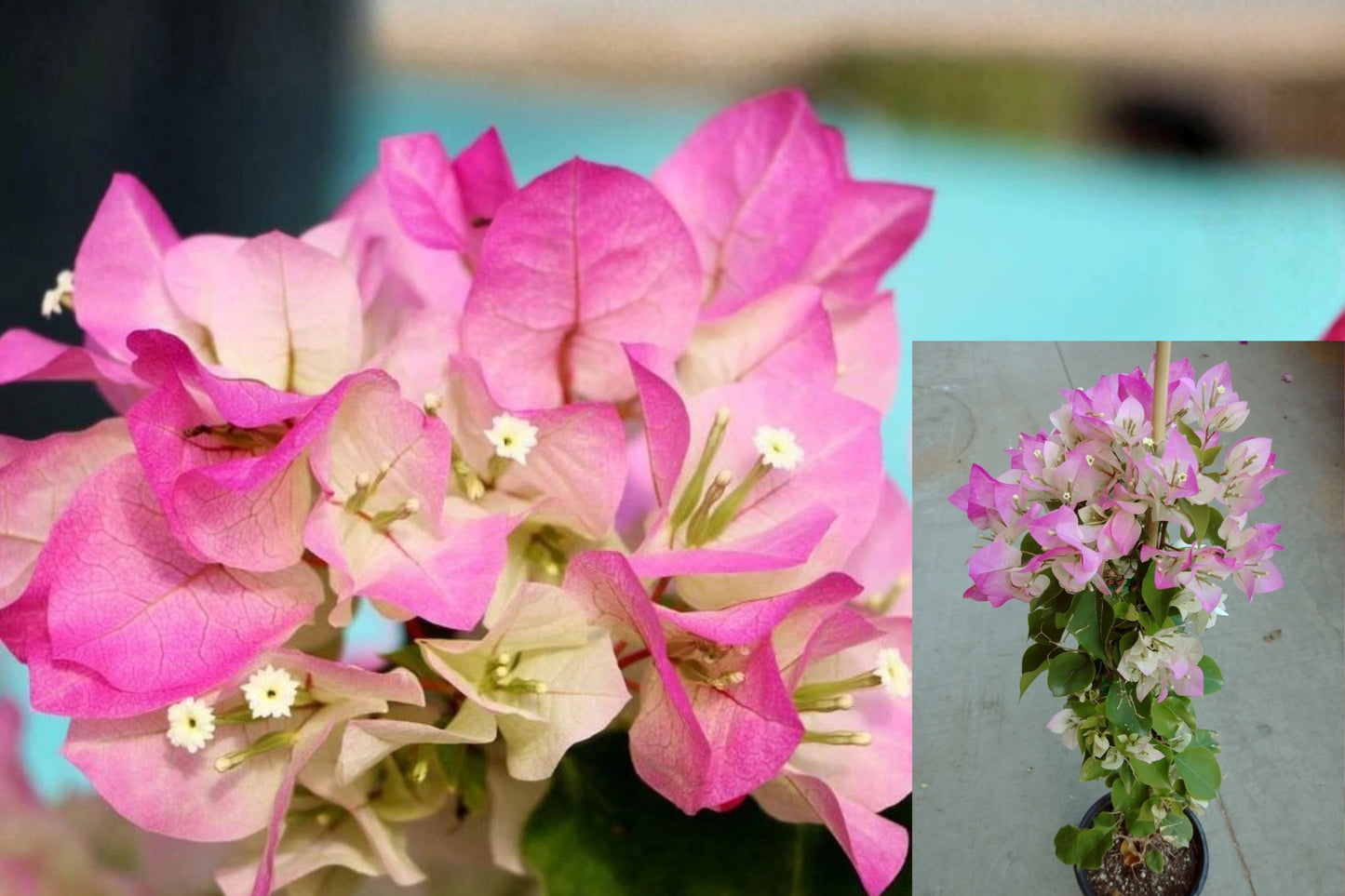 Bougainvillea Imperial Thai Delight Live Plant – Pink & White