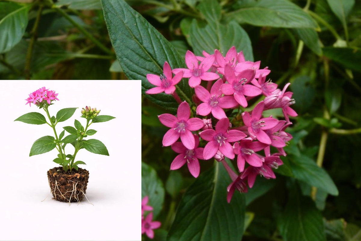 Pentas Pink Profusion 2 Live Starter Plugs – Bright Pink Flowers
