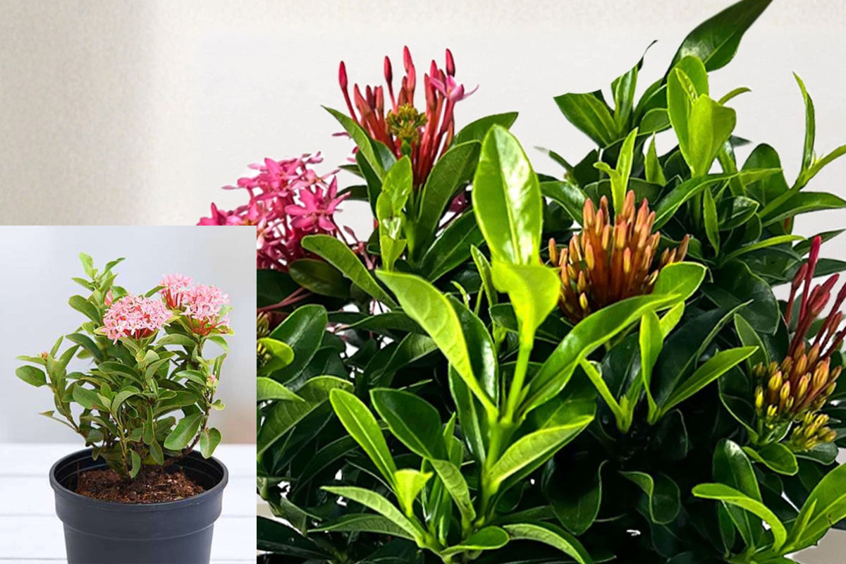 Dwarf Pink Ixora 2 Live Plants – 12 cm Tall – Evergreen Flowering Plant